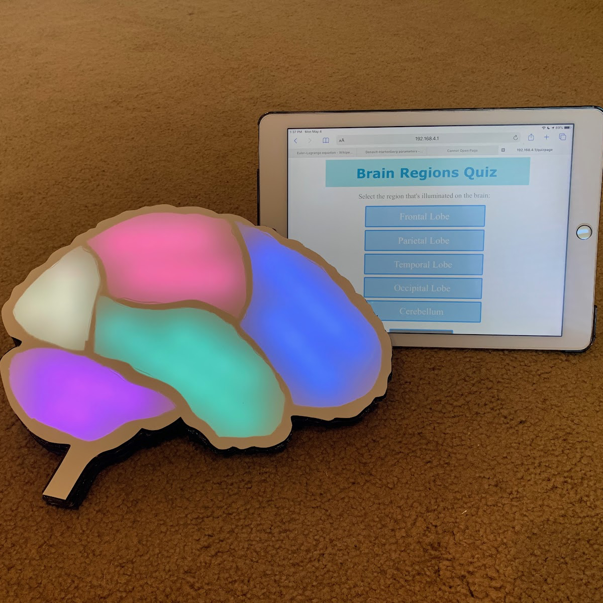 Brain Regions Study Tool